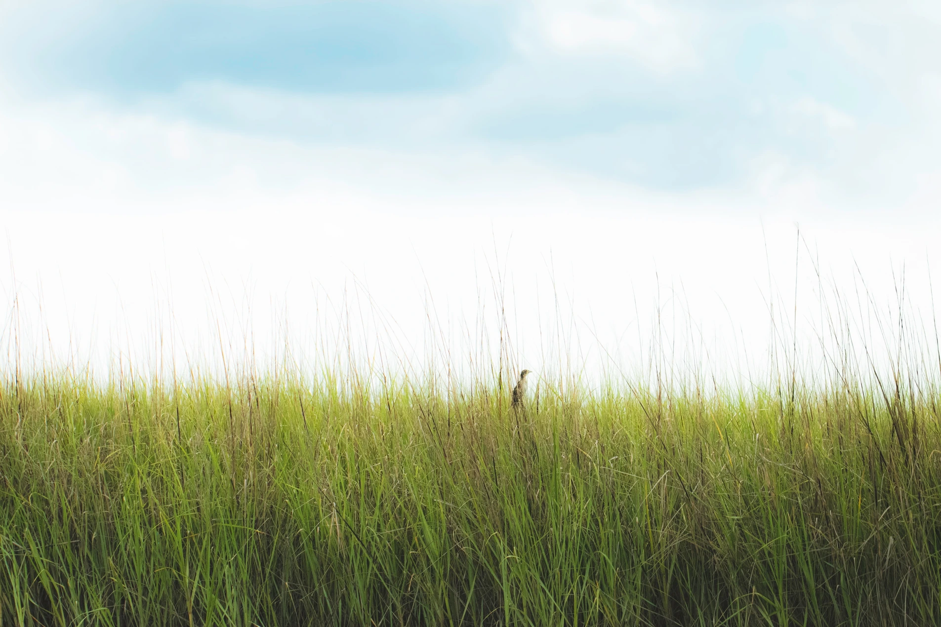 Marshland with blue sky
