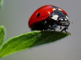 Ladybug
