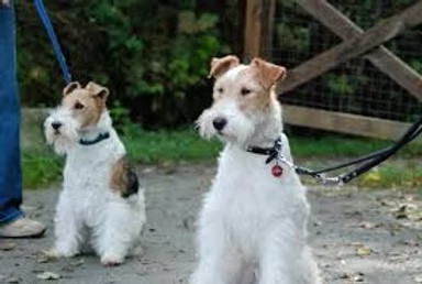 Pals