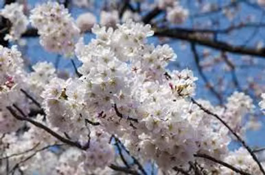 White tree blossom